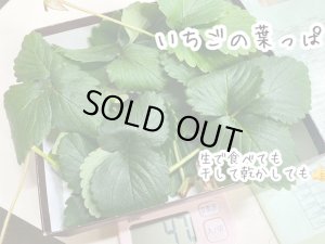 画像1: 生葉(明日葉・いちごの葉っぱ）※クール便