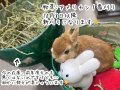 アメリカン１番刈りチモシー　３ｋｇ