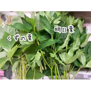 画像: 生葉(明日葉・いちごの葉っぱ）※クール便