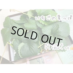 画像: 生葉(明日葉・いちごの葉っぱ）※クール便