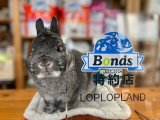 画像: シリーズB