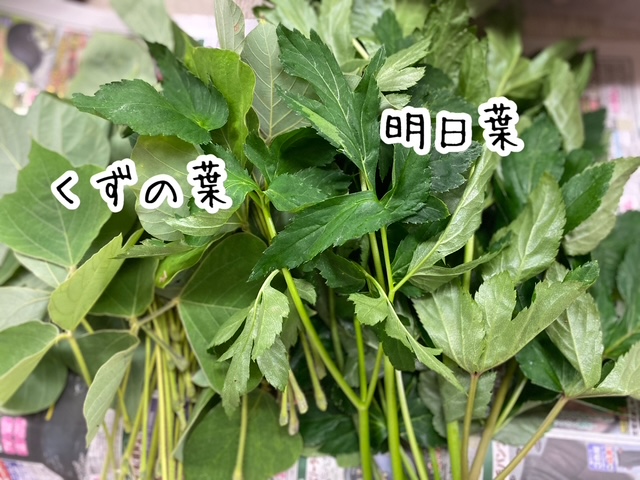 画像1: 生葉(くずの葉・明日葉）