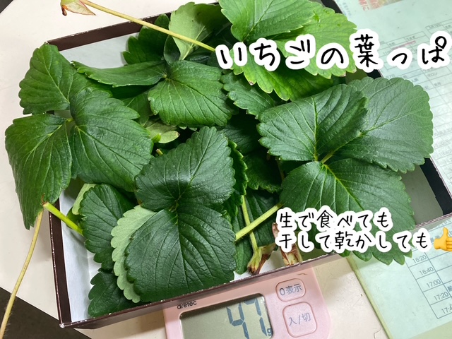 画像2: 生葉(明日葉・いちごの葉っぱ）※クール便